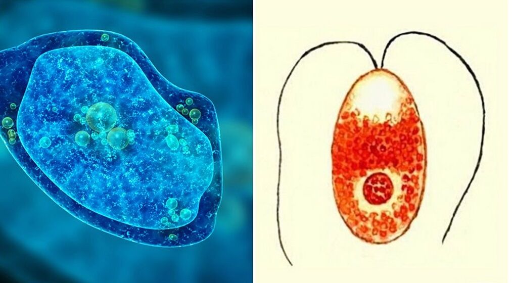 prvokoví parazité dysenterická améba a malarické plasmodium