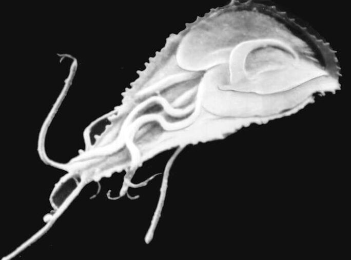 Malariální plasmodium